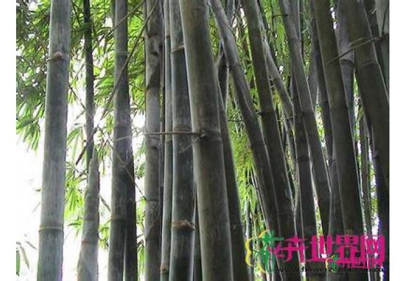 长枝竹