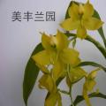 石斛兰[黄天鹅]
