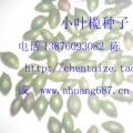 小叶榄仁