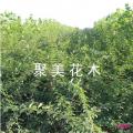 连翘