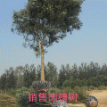 国槐