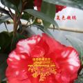 茶花  复色超玛