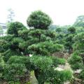 本地罗汉松
