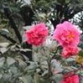 茶花