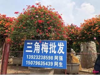 造型三角梅