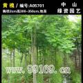黄槐