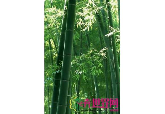  油竹子