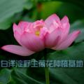 荷花|野生荷花苗|河北水生植物