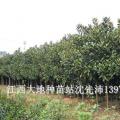 广玉兰