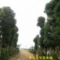 香樟