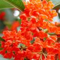 供红桂花-状元红