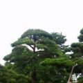 罗汉松