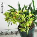 大花蕙兰