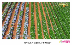 绣球花 焕彩千年夏之花
