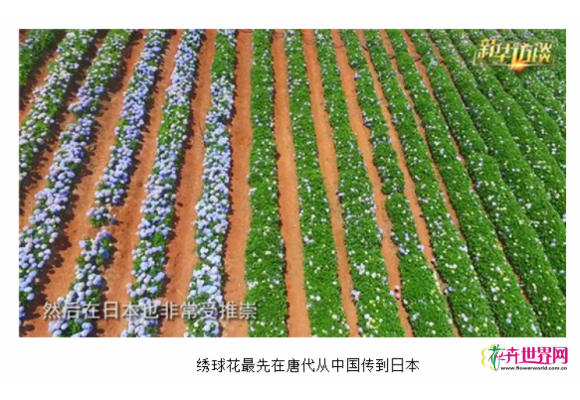 绣球花 焕彩千年夏之花 绣球花 焕彩千年夏之花