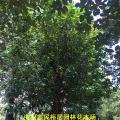 大树菠萝