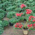 杜鹃花
