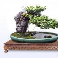 榕树盆景