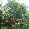 桂花