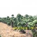 榕树盆景
