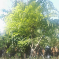 粉花山扁豆