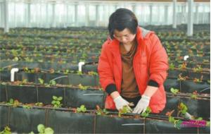 河南内黄农科博览园引入椰糠无土栽培等高新技术