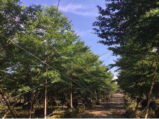 细叶榄仁