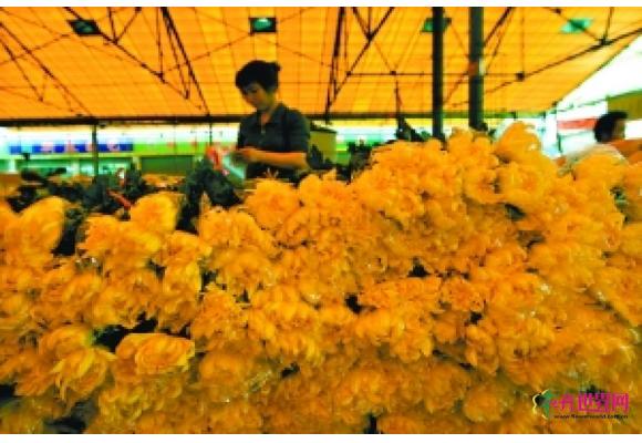 广州:清明花市旺 葵蓬菊花残 广州:清明花市旺 葵蓬菊花残