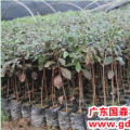 小叶榄仁