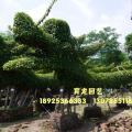 榕树