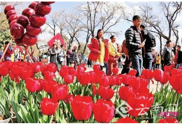 昆明花中皇后“郁金香”5个地方开得正艳 盼君来赏 昆明花中皇后“郁金香”5个地方开得正艳 盼君来赏