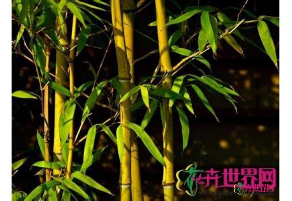 秋竹