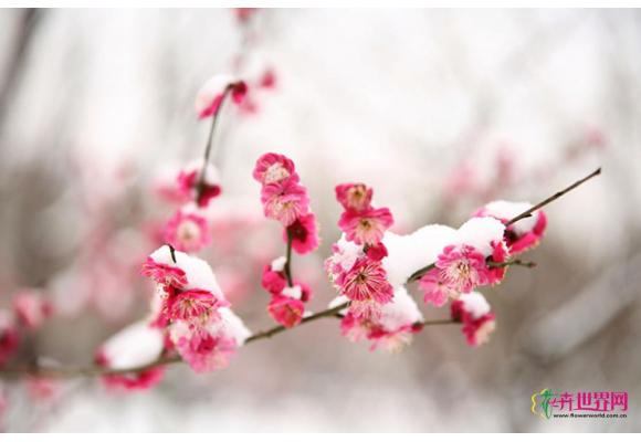 梅花暴涨？梅花暴跌？全国梅花市场一探