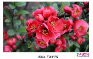 老北京为何将海棠视为“富贵花” 老北京为何将海棠视为“富贵花”