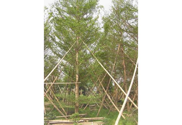 出售各种规格大树、绿化苗木。