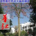 大腹木棉