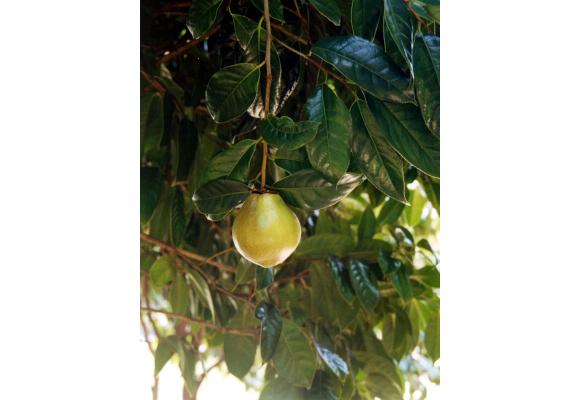 红花油茶