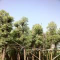 香樟 香樟树