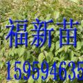 光皮桦