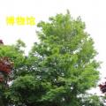 青枫