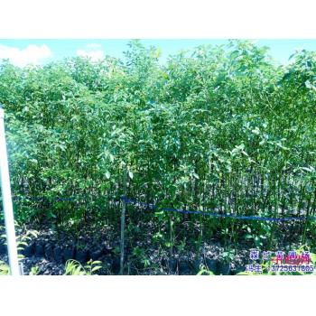 阳春合水镇人口_阳春合水镇的新屋图片(2)