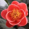 四季海棠茶花