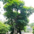象牙树