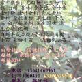 速生杨