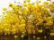 黄花风铃木