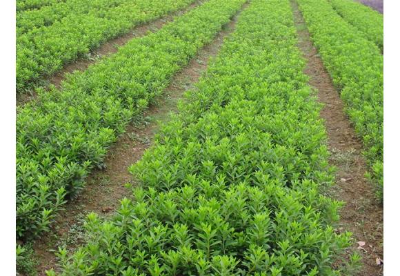 直供杜鹃，红花继木，金叶汝贞，桂花，罗汉松，雪松，海桅子，纹木，松柏