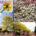 黄花风铃木