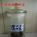 金花茶