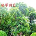 树菠萝