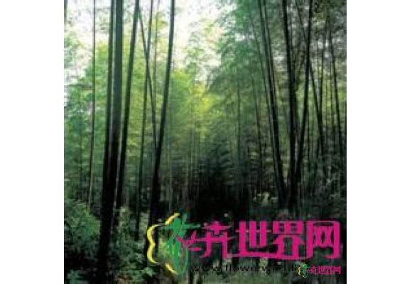 悬竹